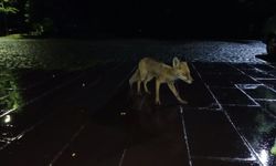 Kars'ta yağmur altında kızıl tilkiyi besledi