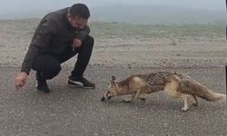Yolda karşılaştıkları tilkiyi kekle beslediler