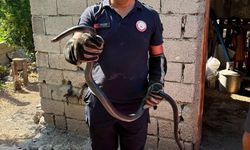 Yılanlar evleri bastı, halk tedirgin!