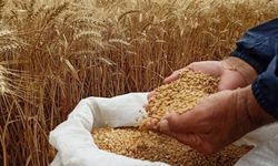 Ekmeklik buğday ihracatı serbest bırakıldı