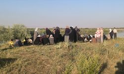 Muş'un gözü Murat Nehri'nde