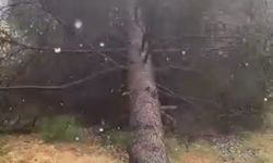 Tokat'ta fırtınada ağaçlar devrildi