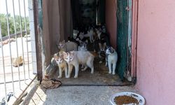 Kötü koku ihbarı yapılan evden yaklaşık 100 kedi çıktı