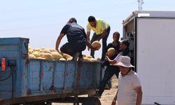 100 ton kavun ücretsiz dağıtıldı!