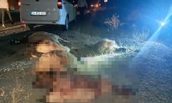 Otomobil koyunların arasına daldı!