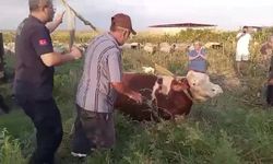 Kuyuya düşen ineğin kurtarılması sahibini gözyaşlarına boğdu