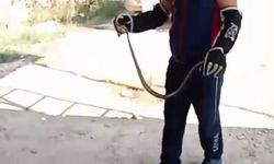 Yerleşim yerlerini yılanlar bastı!