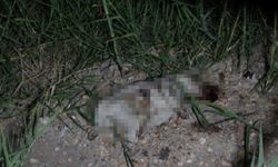 'Alman turist yavru köpeği taşla öldürdü' iddiası