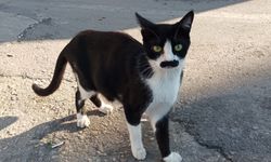 Karşınızda pala bıyıklı kedi!