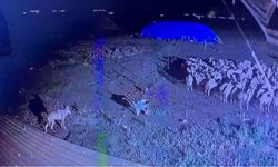 Koyunların peşindeydi, muhtar fark edince kaçtı