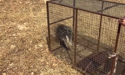 Tedavisi tamamlanan oklu kirpi yeniden doğaya bırakıldı