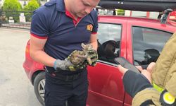 Motora giren yavru kedi için ilginç kurtarma yöntemi