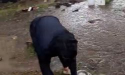 Samsun’a giden fındık işçilerini yağmur vurdu