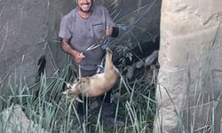 Havuza düşen dağ keçisi için özel operasyon