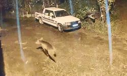 Ayı evin kapısına kadar geldi