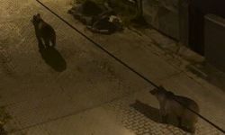 Kars’ta boz ayılar mahalle aralarında cirit attı
