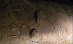 Tunceli'de anne ayı ve 3 yavru görüntülendi