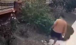 Köpeğini gezdiren şahıs anne kediyi tekmeledi!