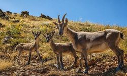 Tunceli’deki dağ keçisi kararı Erzincan’da da beklenti oluşturdu