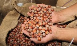 Ticaret Bakanlığı, fındık piyasasını yakın takibe aldı!