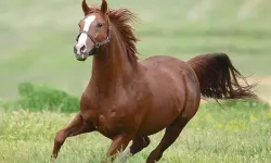 TİGEM 17 safkan Arap koşu tayı satacak