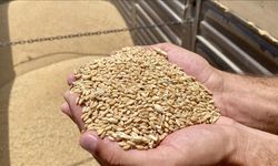 TİGEM 4 bin 427 ton mahsul buğday satacak!