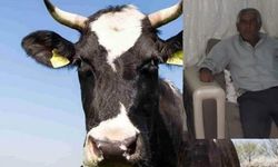Konya'da ineğin saldırısına uğrayan kişi öldü