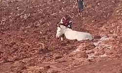 Çamura saplanan eşeği itfaiye ekipleri kurtardı