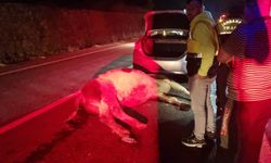 Bartın'da otomobil büyükbaş hayvana çarptı