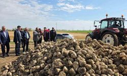 Şeker pancarı alım fiyatları belirlendi!