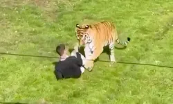 Bengal kaplanının olduğu bölüme girmek, hayatının sonu oldu!