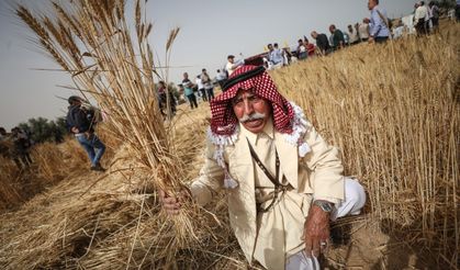 Gazze'de buğday hasadı başladı!