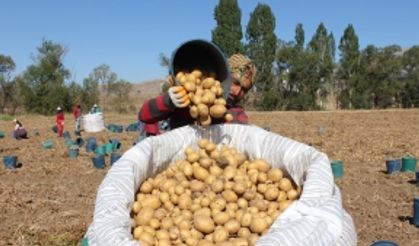 Rekoltede rekor kırıldı