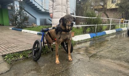 Kazada felç kalan köpek, yürüteçle gezmeye başladı!