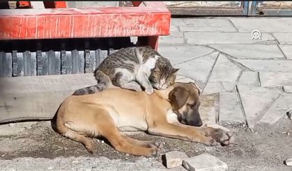 Çorum'da kedi ve köpeğin dostluğu kamerayla görüntülendi