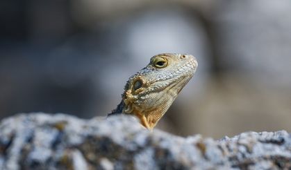 Laodikya Antik Kenti'nin Dikenli kelerleri