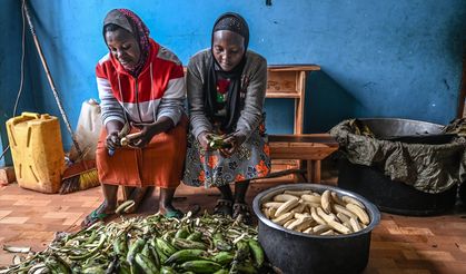 Uganda'nın muz kızartması: "Plantain"