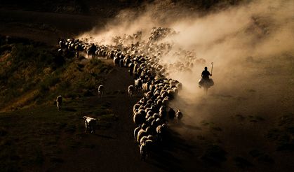 Bitlis'te sürülerin yayla yolculuğu