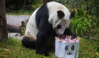 Meksika'daki son panda olan Xin Xin 34. yaş gününü kutluyor