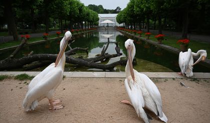 Stuttgart'taki Wilhelma Zoolojik Botanik Bahçesi