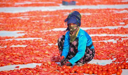 Diyarbakır'da kurutmalık domates mesaisi