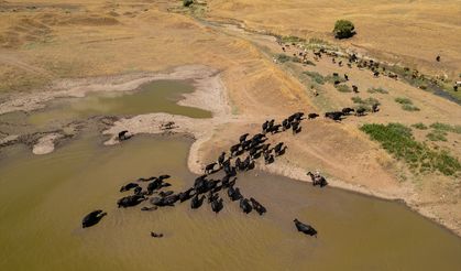 Diyarbakır'da sıcaktan bunalan mandalar göletlerde serinliyor