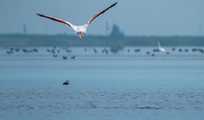 Akyatan Lagünü, flamingoları ağırlıyor