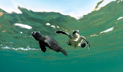 Caretta caretta yavrularının yuvalarından çıkışı görüntülendi