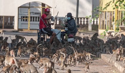 Lopburi şehrinin simgesi maymunlar