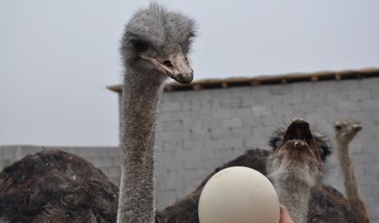 Burası Afrika değil Kars