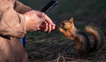Ankara Seğmenler Parkı'nın sevimli sakinleri