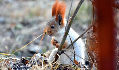 Kars'ta kızıl sincaplar kış uykusu hazırlıklarına başladı