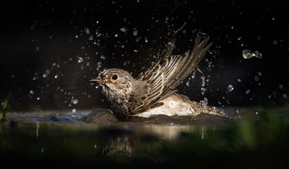 Ormanlık alanlardaki su kaynakları yaban hayatını ağırlıyor!