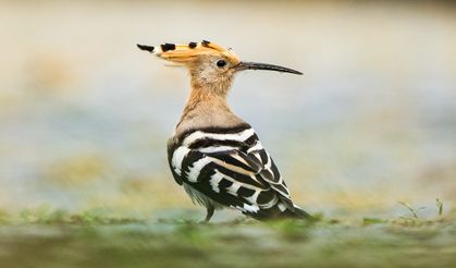 Göçmen kuşlar, Rize kıyılarını "Sığınak" olarak kullanıyor